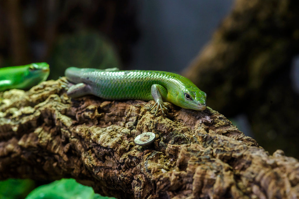 How to Care for Your Emerald Tree Skink