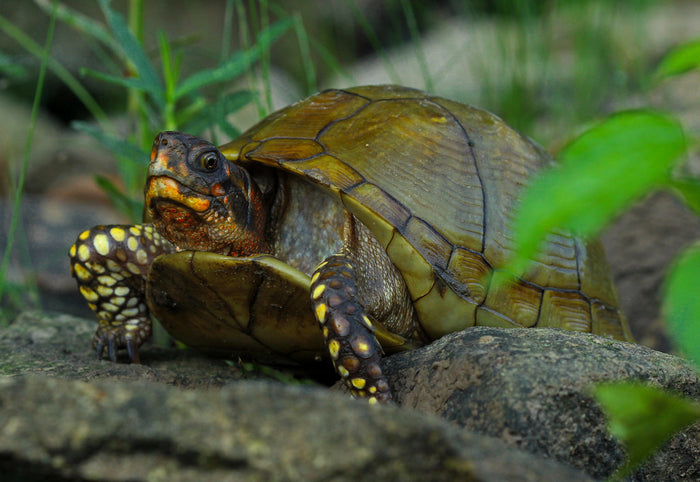 How to Care for Your Three-Toed Box Turtle