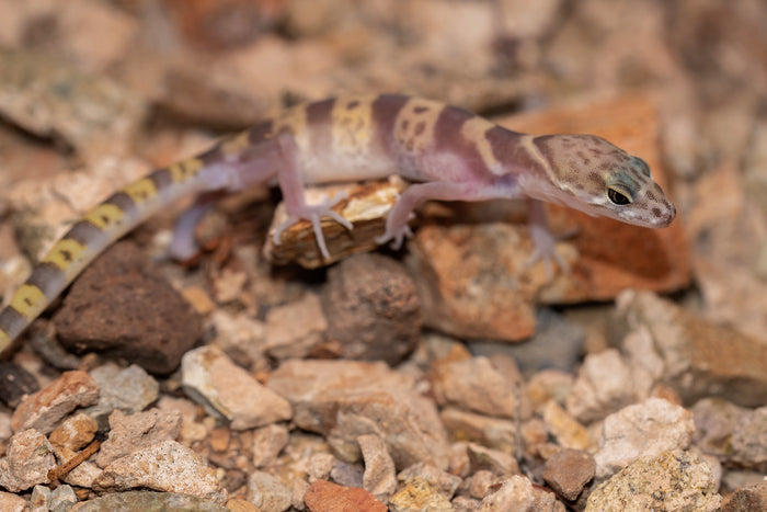 How to Care for Your Western Banded Gecko