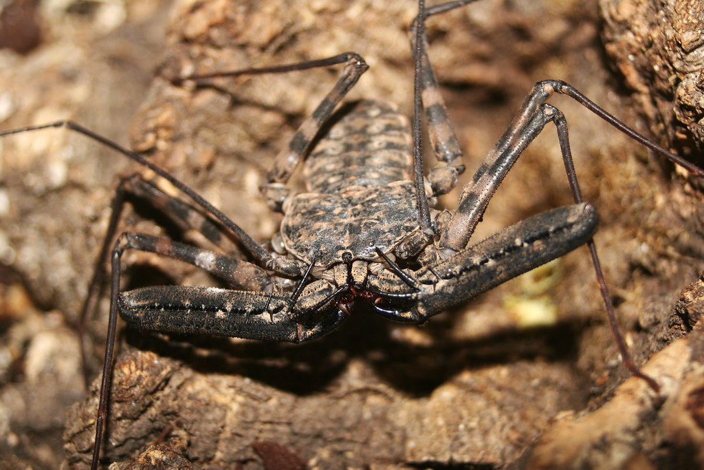 How to Care for Your Tailless Whip Scorpion