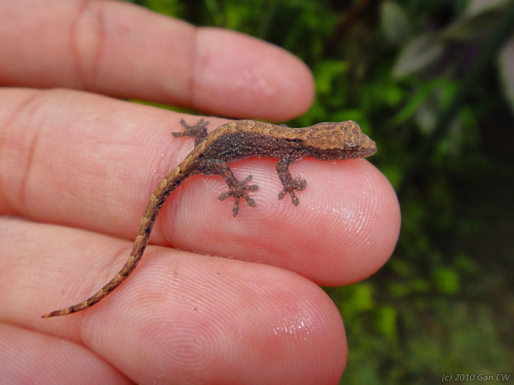 How to Care for Mourning Geckos