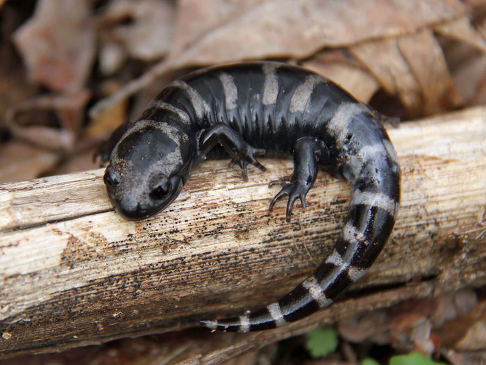 How to Care for Your Marbled Salamander