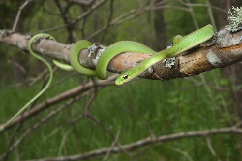 How to Care for Your Rough Green Snake