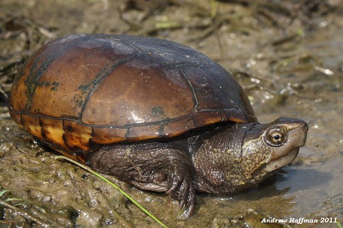 How to Care for Your Mud Turtle