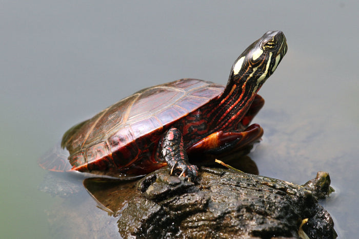 How to Care for Your Painted Turtle