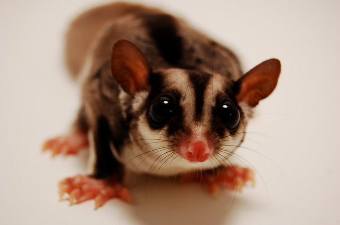 How to Care for Your Sugar Glider