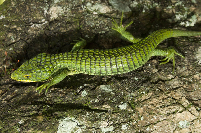How to Care for Your Mexican Arboreal Alligator Lizard