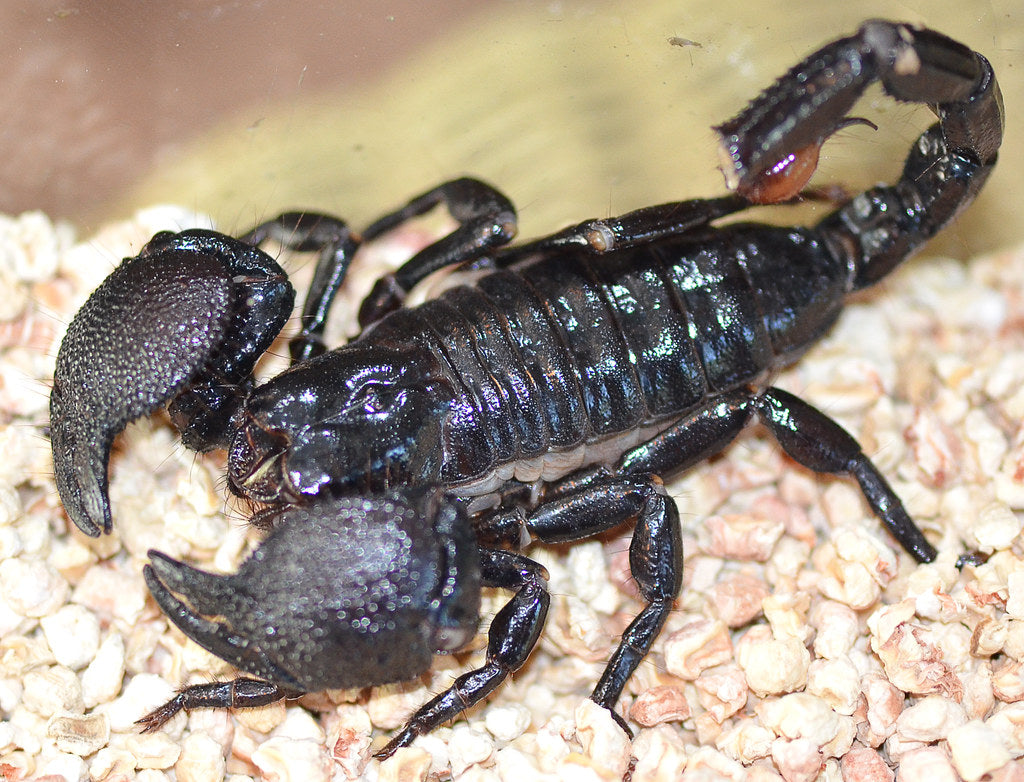 How to Care for Your Emperor Scorpion