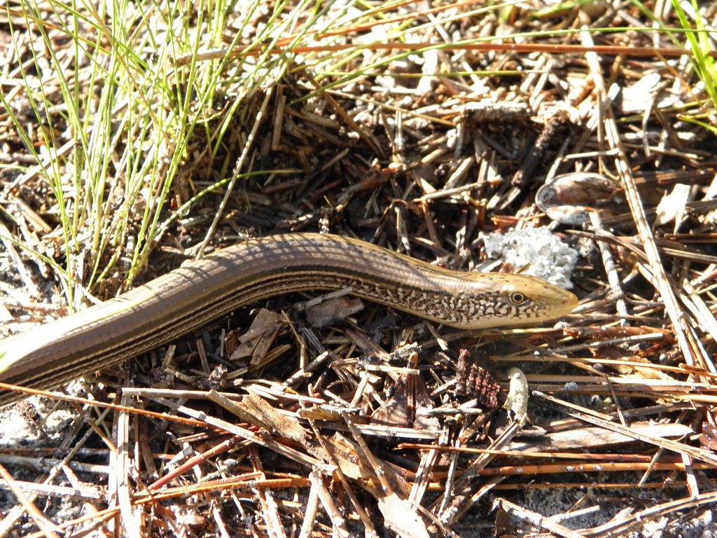 How to Care for Your Eastern Glass Lizard
