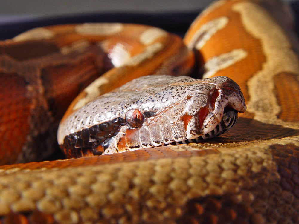 How to Care for Your Blood Python | Reptile Supply
