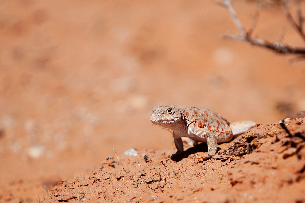 How to Care for Your Leopard Lizard