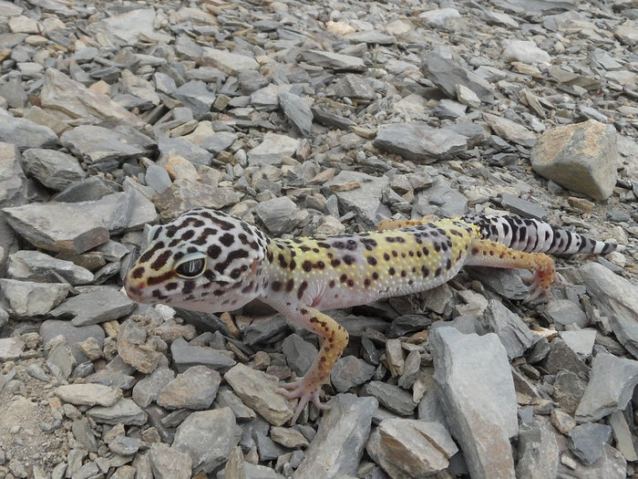 How to Set Up a Leopard Gecko Enclosure