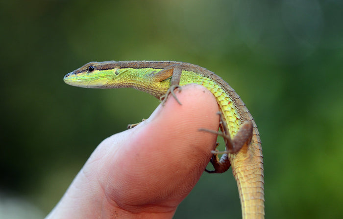 How to Care for Your Long-Tailed Grass Lizard
