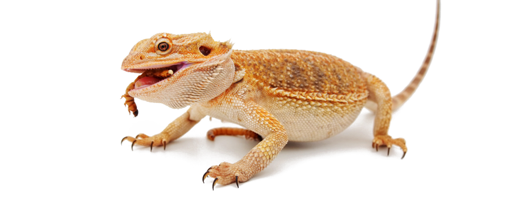 What Does it Mean When a Bearded Dragon’s Tail is Up?