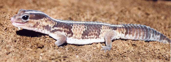 How to Care for Your African Fat-Tailed Gecko