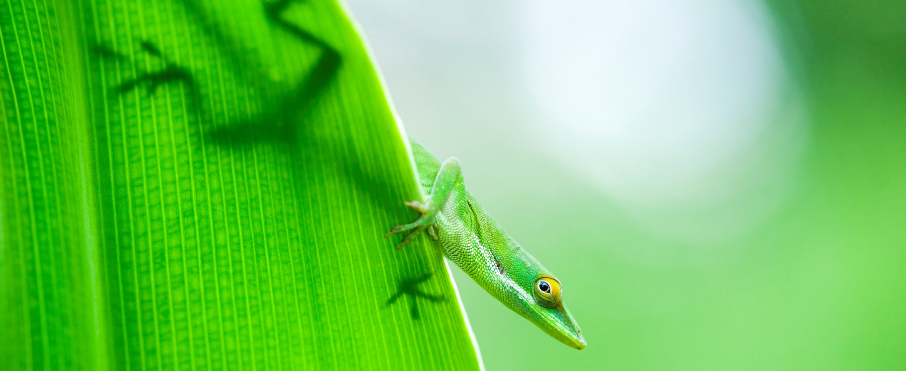 How to Care for Your Brown/Green Anole