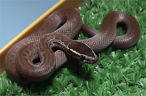 How to Care for Your African House Snake