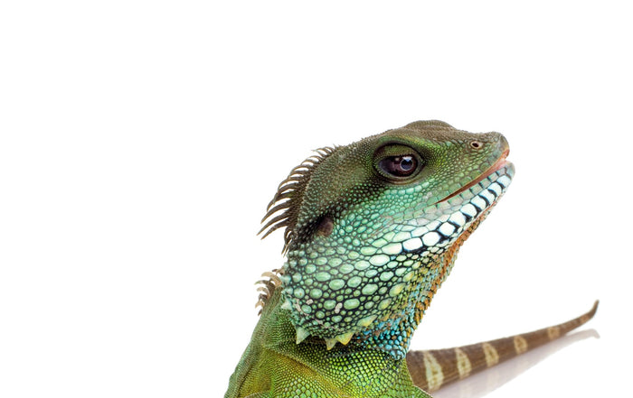 How to Care for Your Chinese Water Dragon