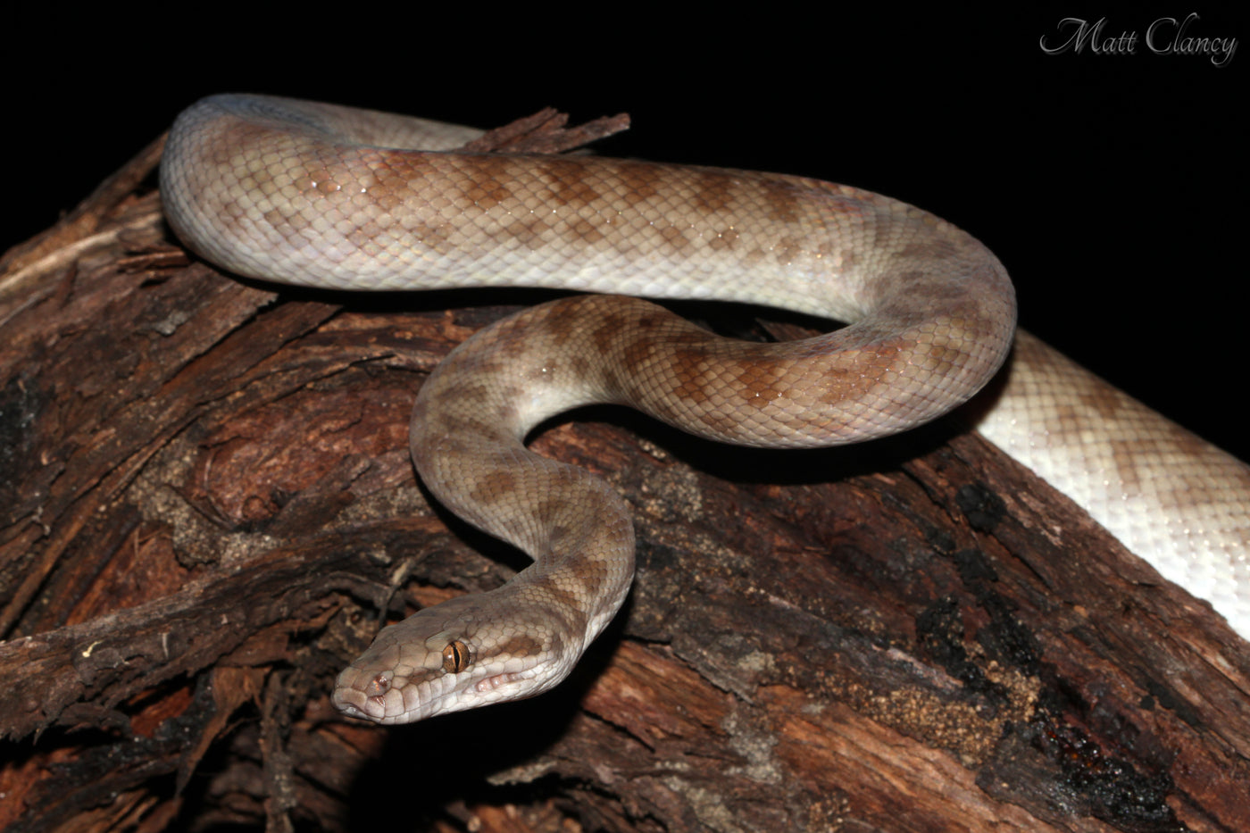 Small Children's Python How to Care for Your Children’s Python | Reptile Supply