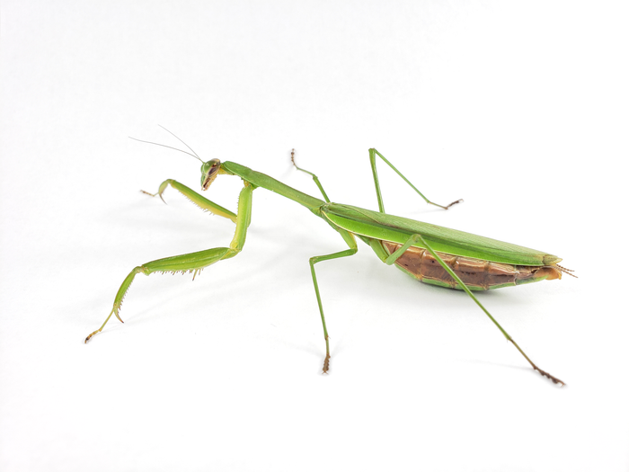 How to Care for Your Chinese Mantis
