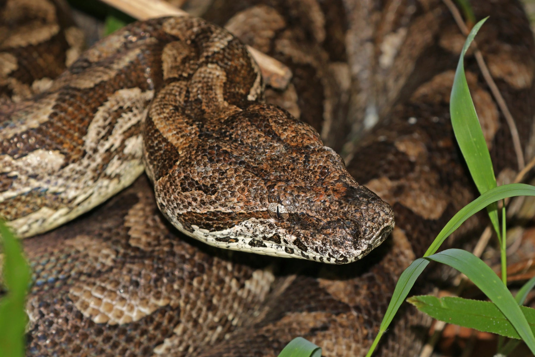 How to Care for Your Dumeril’s Boa