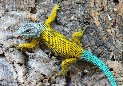 How to Care for Your Emerald Swift | Reptile Supply