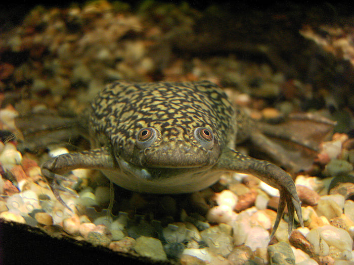 How to Care for Your African Clawed Frog