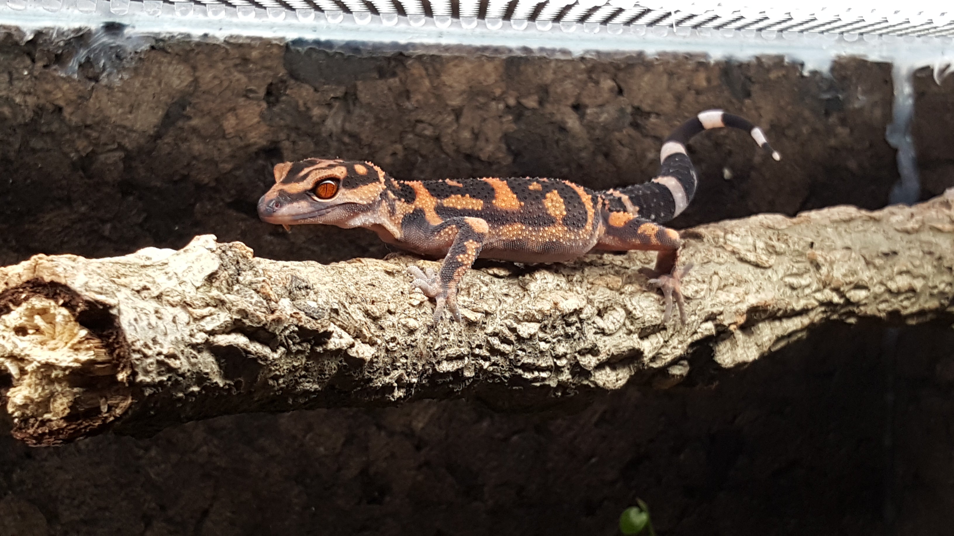 How to Care for Your Chinese Cave Gecko