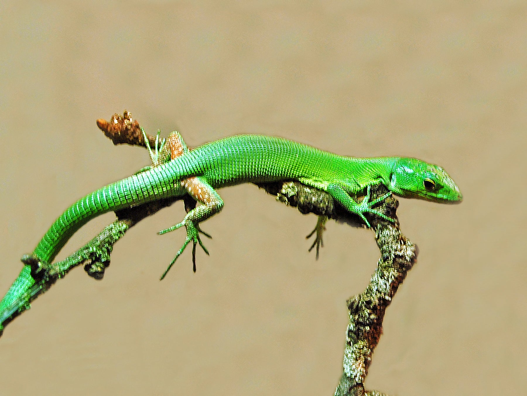 How to Care for Your Green Keel-Bellied Lizard