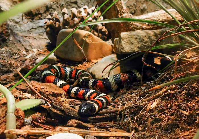 How to Set Up a Kingsnake Enclosure