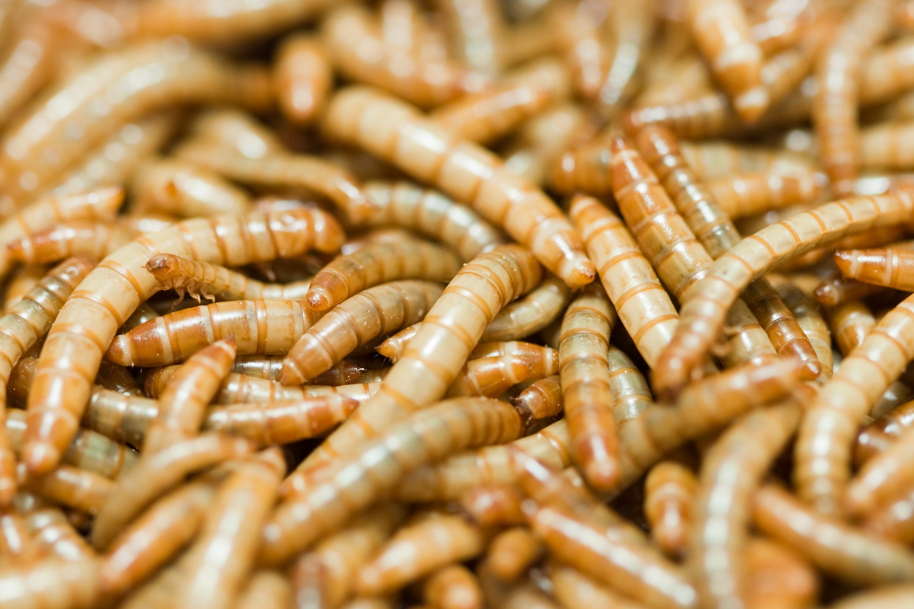 How to Care for Your Mealworms