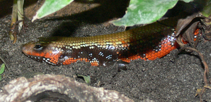 How to Care for Your Fire Skink