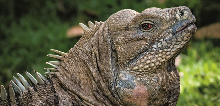How to Care for Your Cuban Rock Iguana
