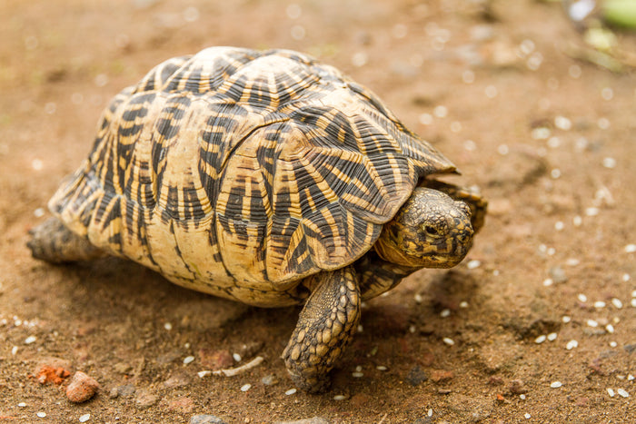 How to Care for Your Indian Star Tortoise