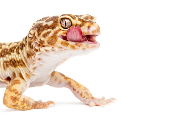 Picky Leopard Gecko? Here’s What Might Be Going On