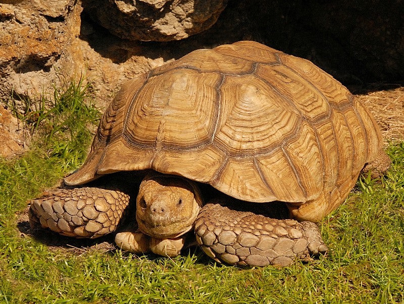 Sulcata Tortoise Shell Care Tortoises Care Guide | Winter Park