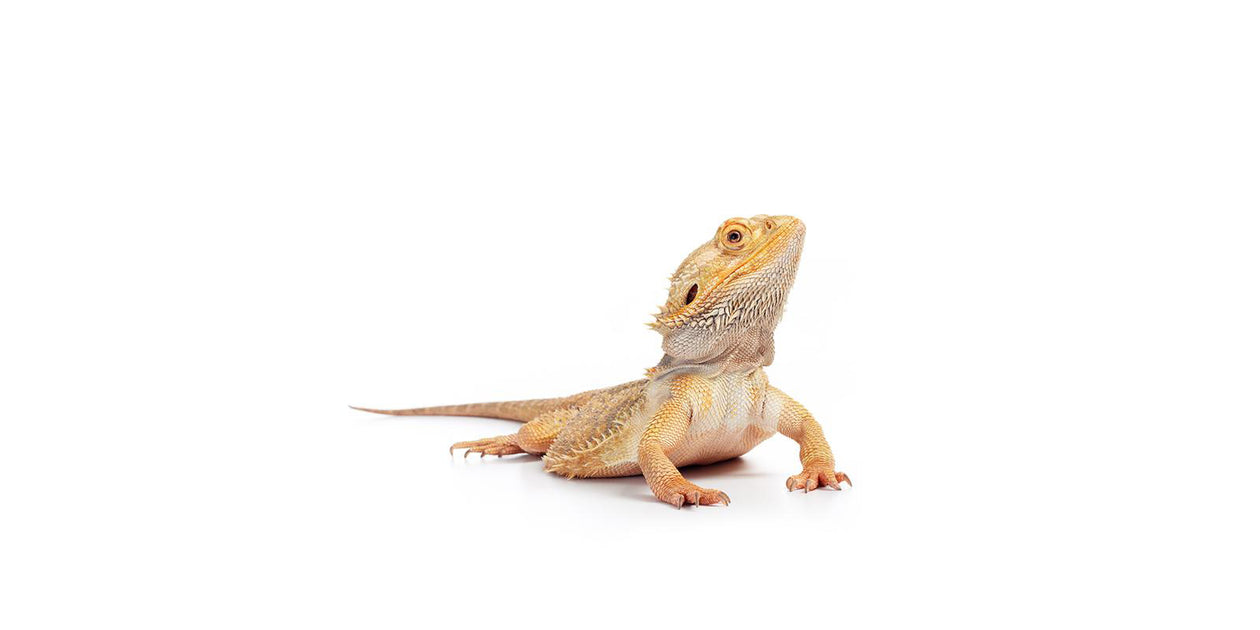 Bearded Dragons  How to Prevent Impaction - Causes, Signs & Symptoms