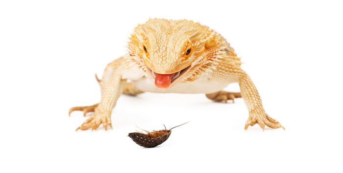 Best Feeder Insects For Bearded Dragons