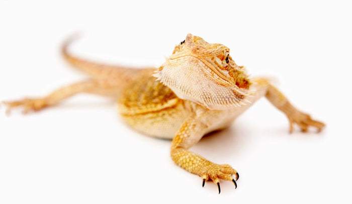 Common Diseases In Bearded Dragons