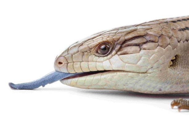 What Do Blue Tongue Skinks Eat?