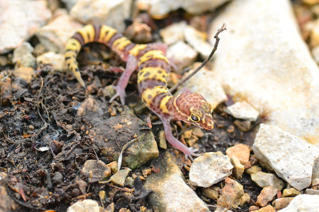 How to Care for Your Texas Banded Gecko