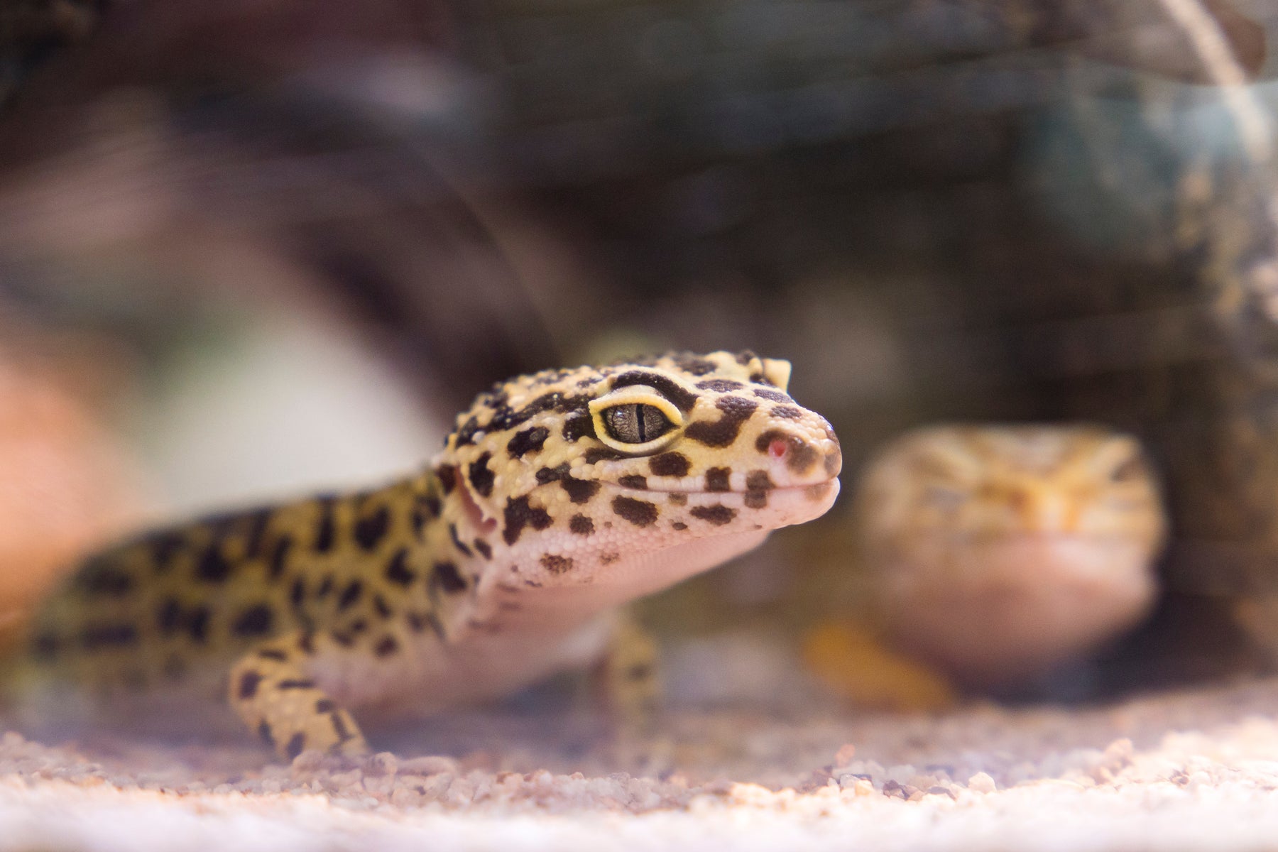 What to Do When Your New Leopard Gecko is Not Eating