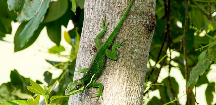 How to Care for Your Cuban Knight Anole