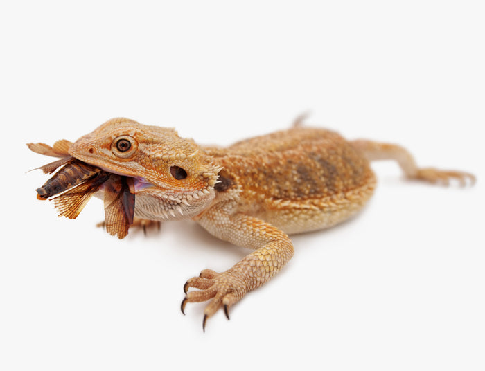 What Can A Bearded Dragon Eat?