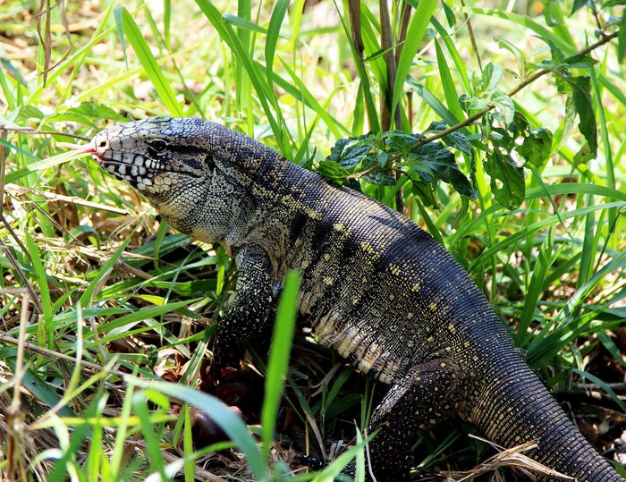 How to Care for Your Colombian Tegu