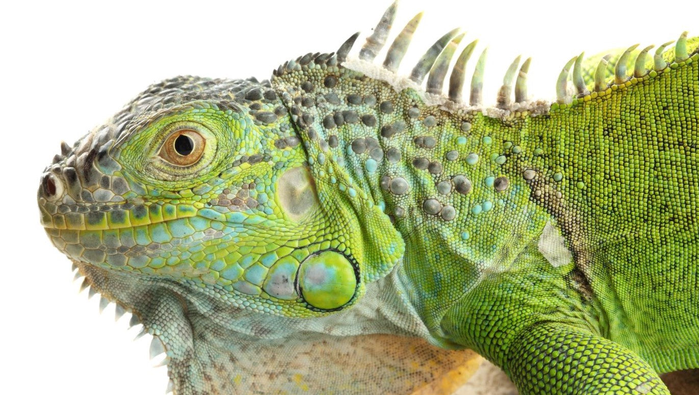 What Do I Feed My Green Iguana?
