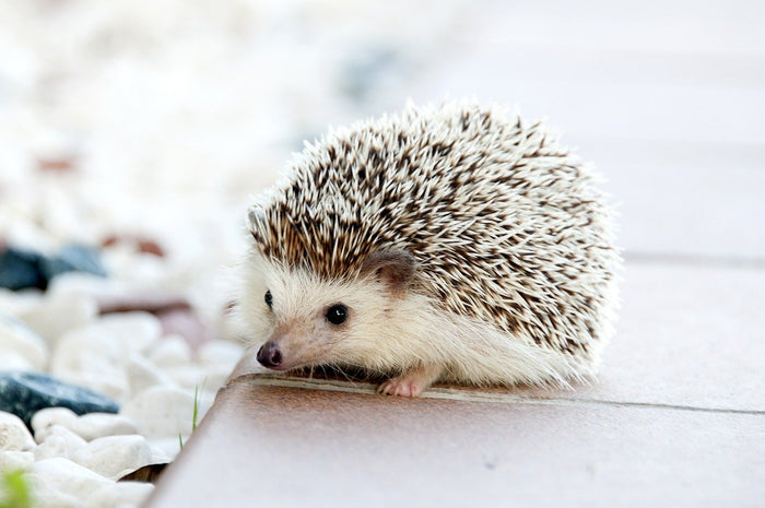 How to Care for Your Hedgehog