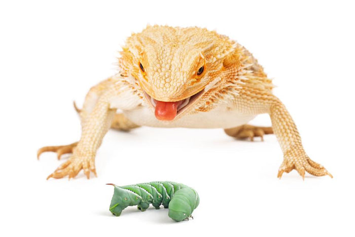 Signs Of A Healthy Bearded Dragon