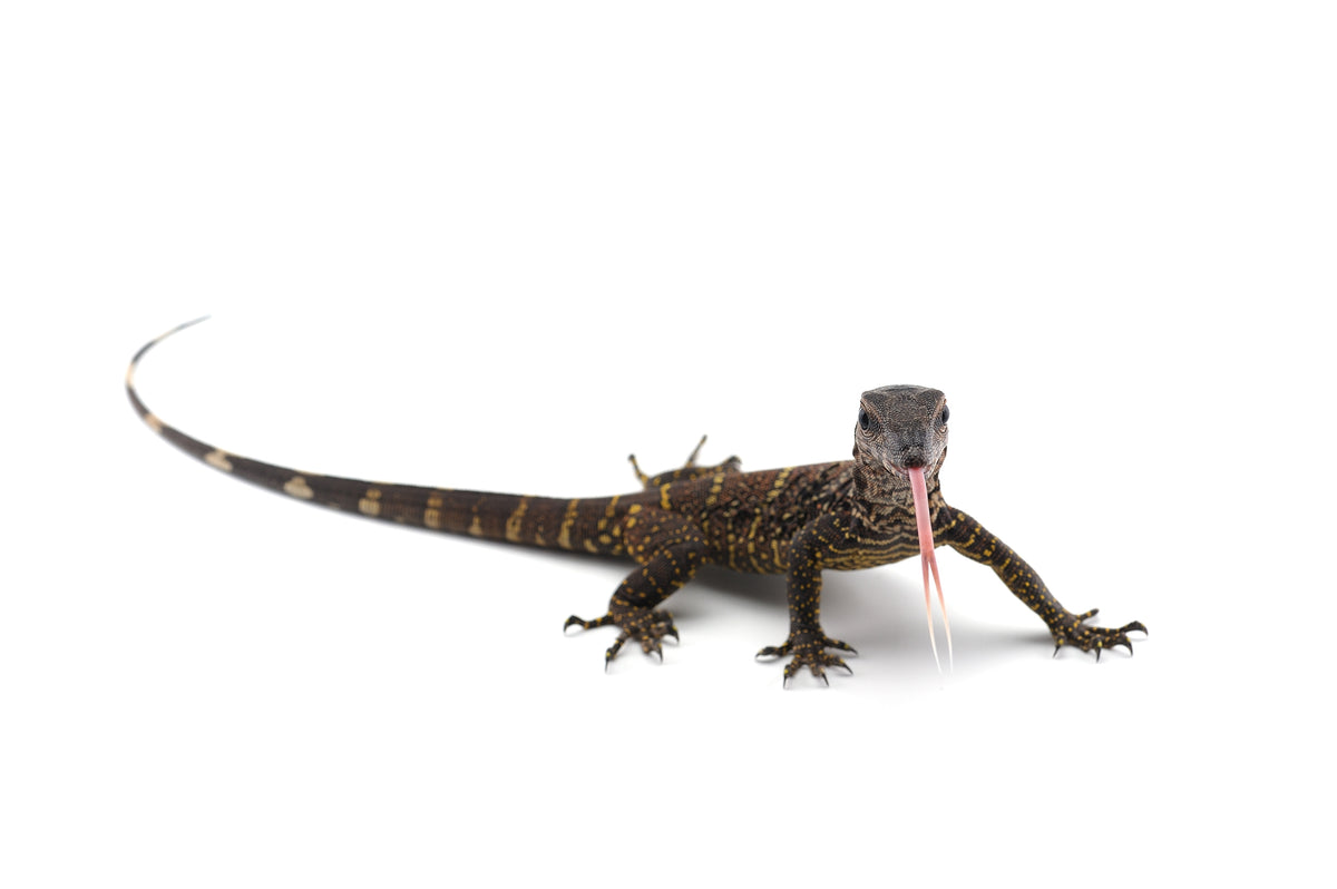 How to Care for Your Argus Monitor | Reptile Supply