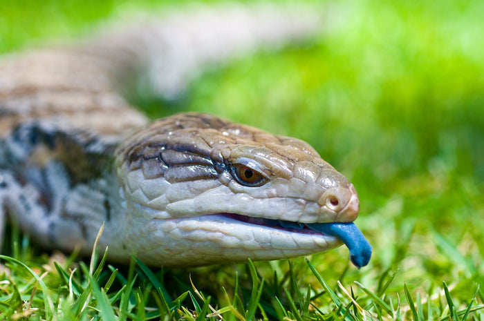 Can Blue Tongue Skinks Drop Their Tails?
